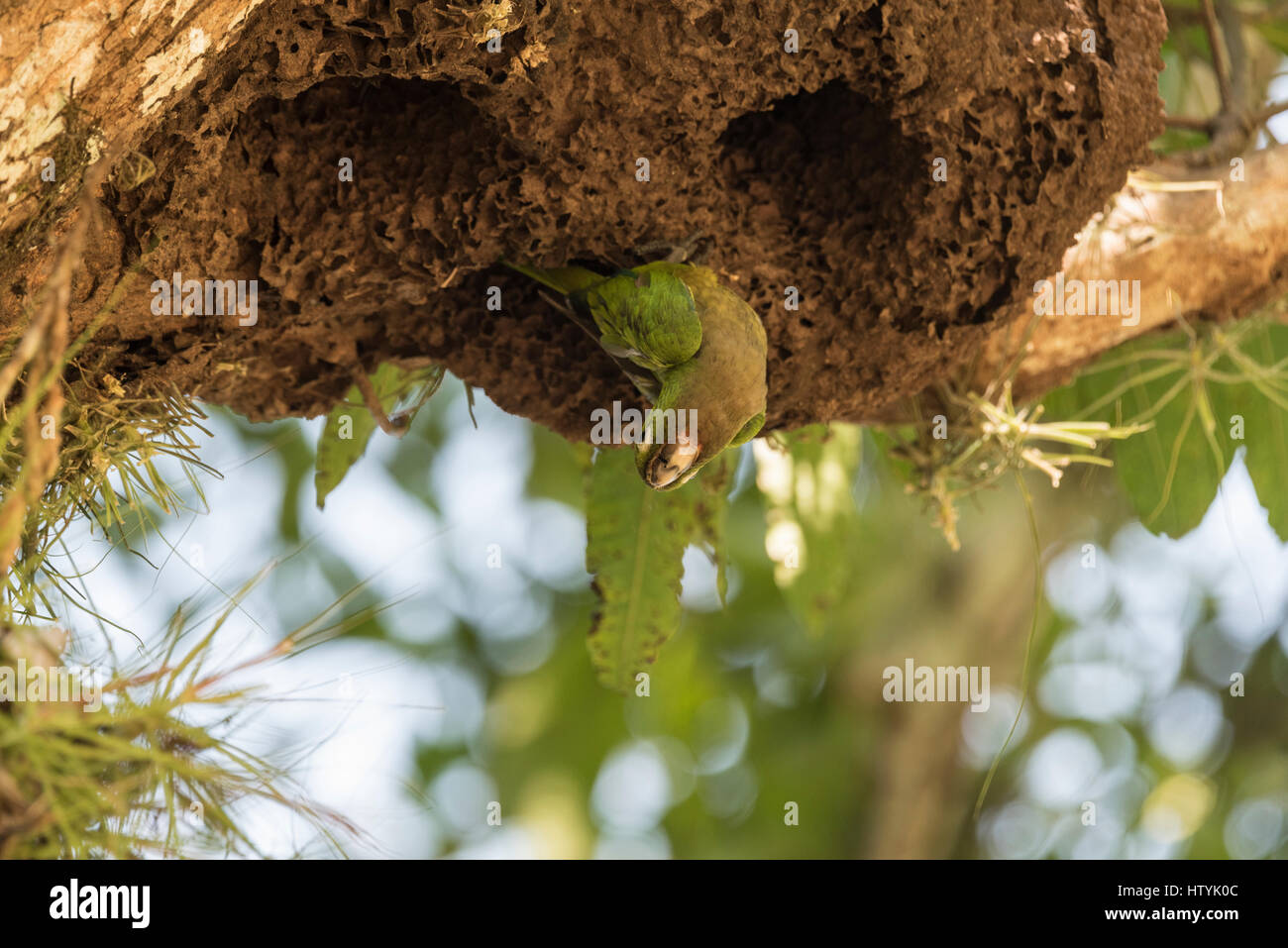 Aztec Parakeets preparing to nest in an old termite mound on a tree in ...