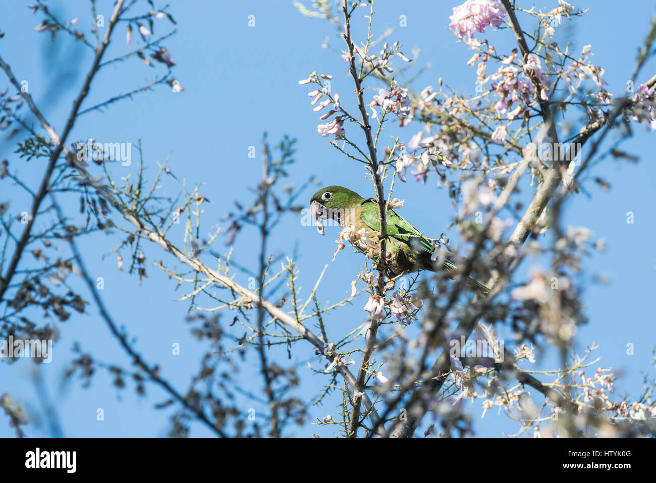 An Aztec Parakeet feeding on flowers Stock Photo - Alamy