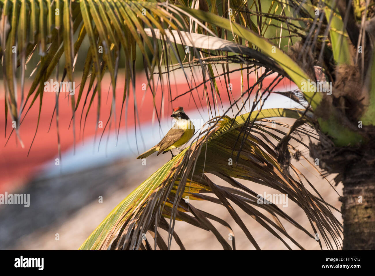 A red-headed Social Flycatcher (Myiozetetes similis) perched in a palm tree in Palenque, Mexico Stock Photo