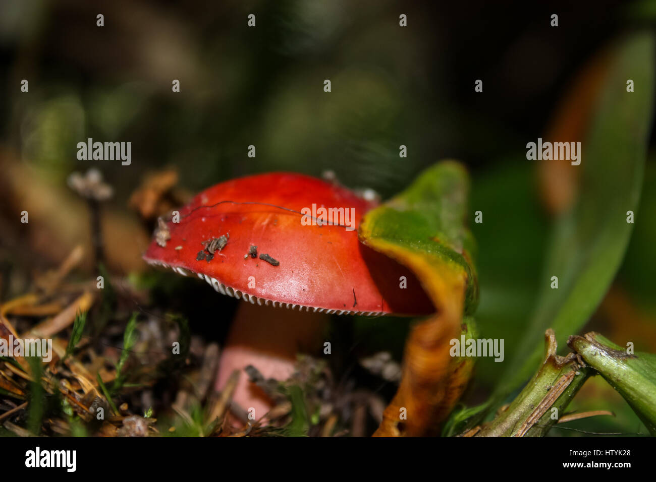 mushroom growing in the forest Stock Photo - Alamy