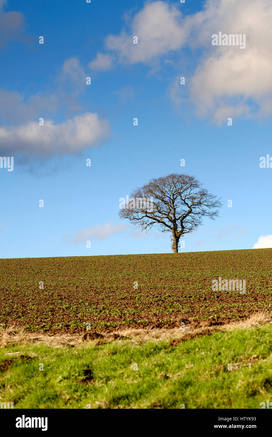 LONE TREE AND CROP Stock Photo
