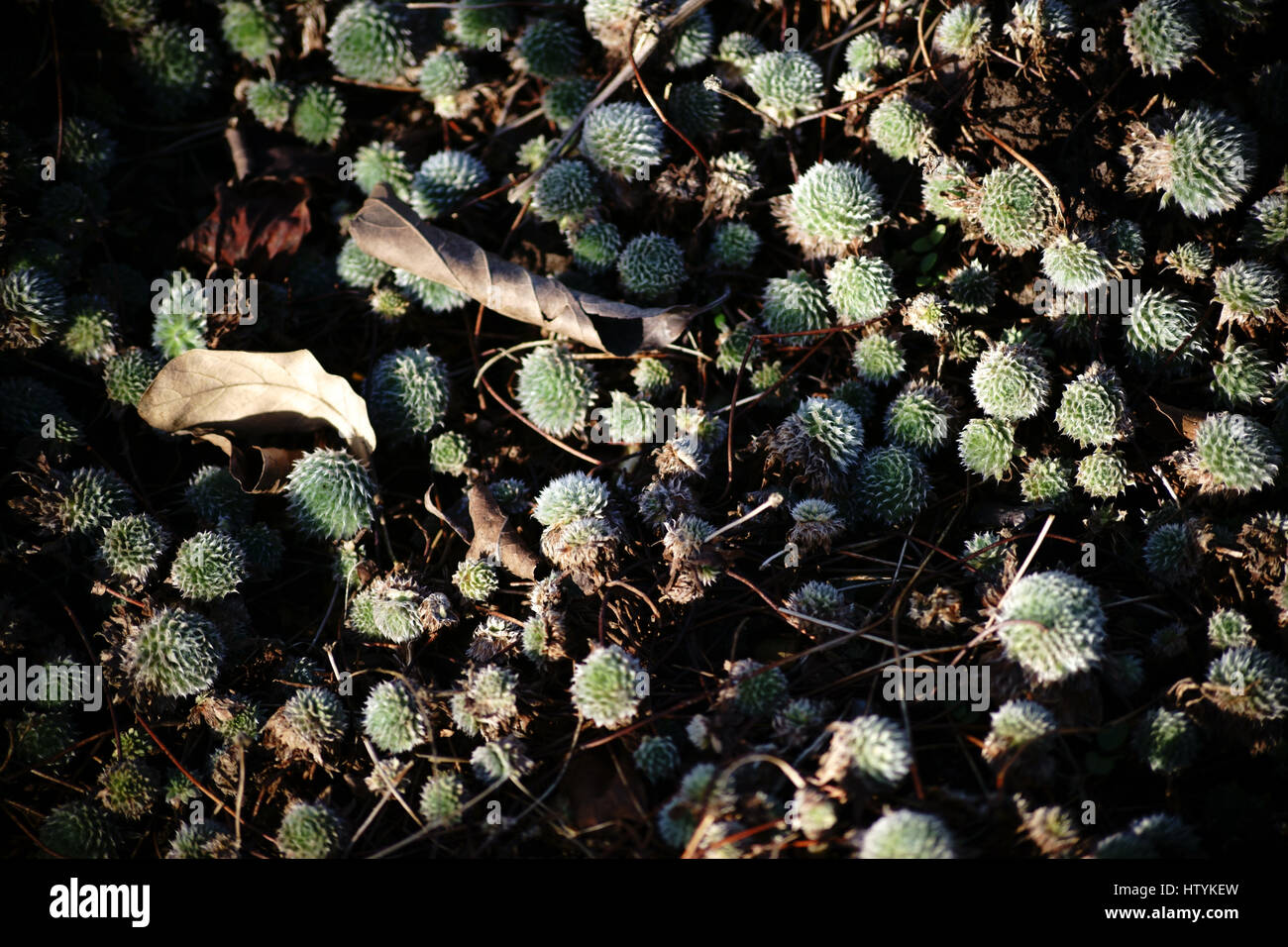 The succulent and ground-covering sheets of Androsace. Stock Photo