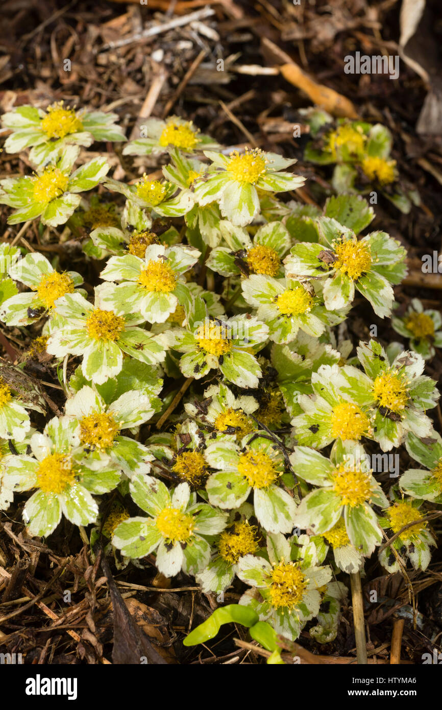 Variegated bracts surround the yellow flowers of the late winter / early spring flowering dwarf umbellifer, Hacquetia epipactis 'Thor' Stock Photo