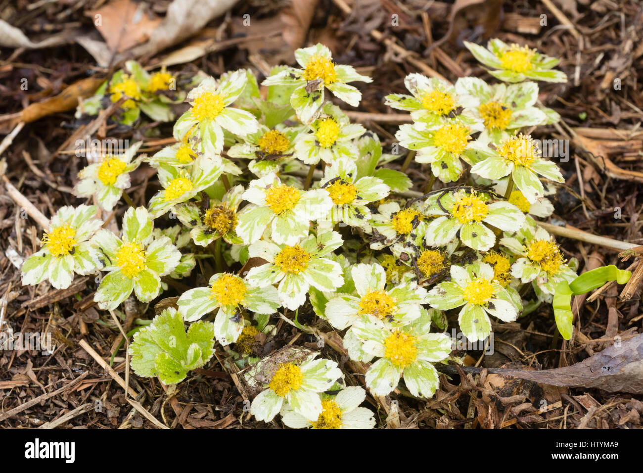 Variegated bracts surround the yellow flowers of the late winter / early spring flowering dwarf umbellifer, Hacquetia epipactis 'Thor' Stock Photo