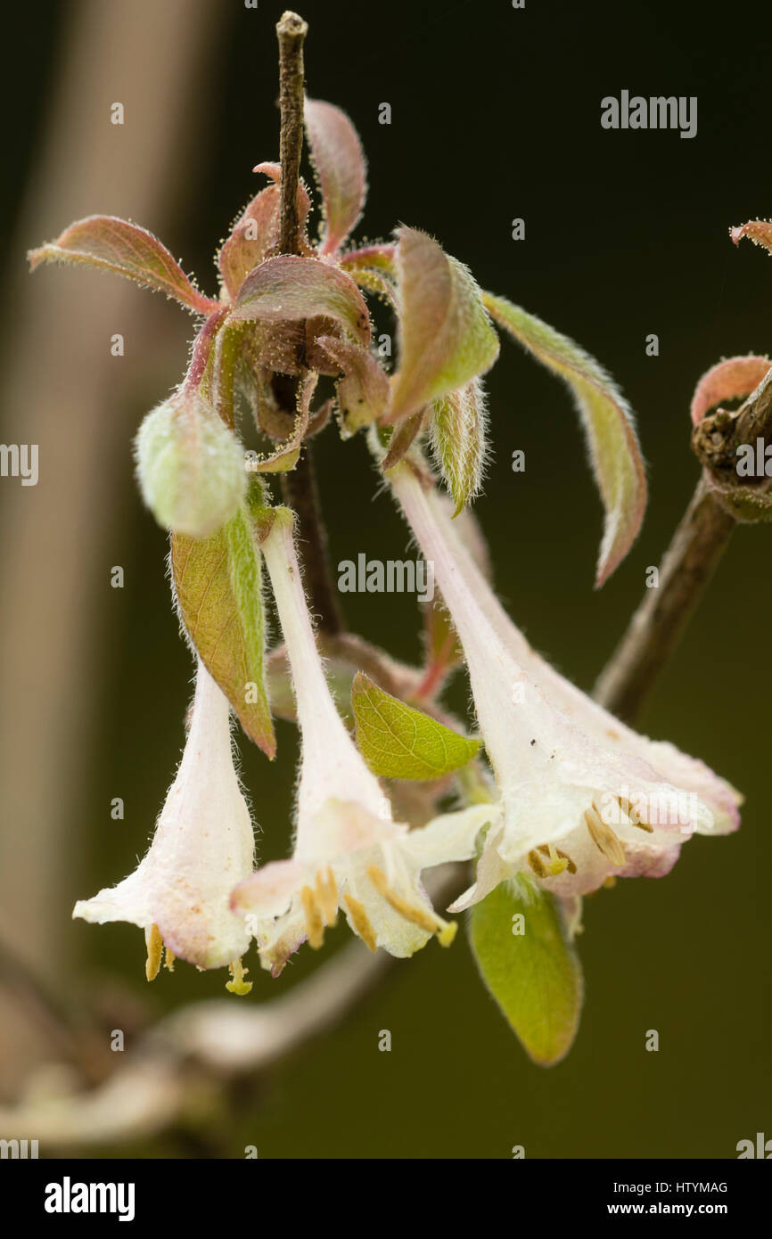 Small, scented trumpet flowers in early spring of the shrubby honeysuckle, Lonicera elisae Stock Photo