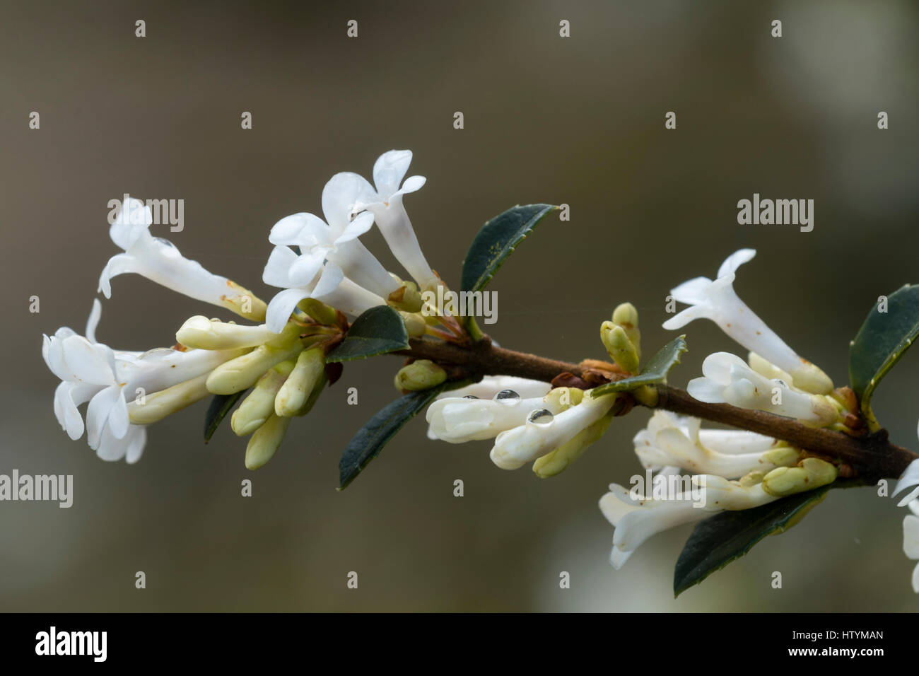 Fragrant white spring flowers adorn the drooping branches of the evergreen shrub, Osmanthus delavayi Stock Photo