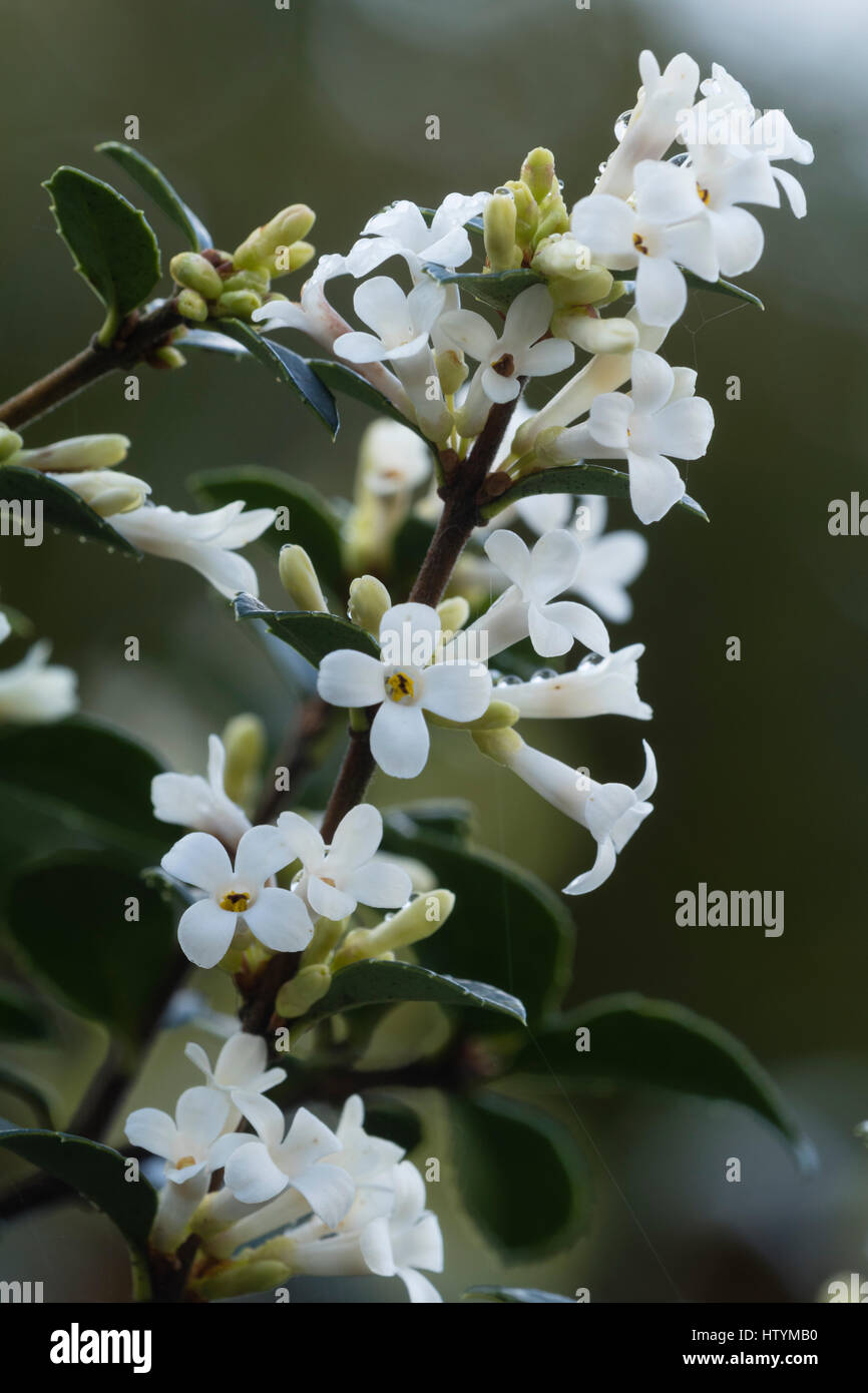 Fragrant white spring flowers adorn the drooping branches of the evergreen shrub, Osmanthus delavayi Stock Photo