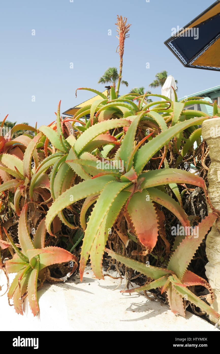 Aloe Cameronii, Matagorda, Lanzarote Stock Photo