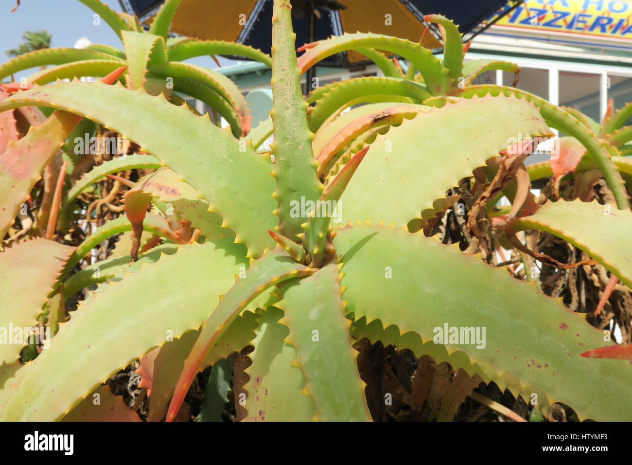 Aloe Cameronii, Matagorda, Lanzarote Stock Photo