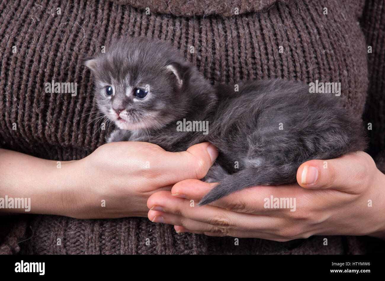 Maine coon kitten 2 weeks old kept in human hands Stock Photo - Alamy