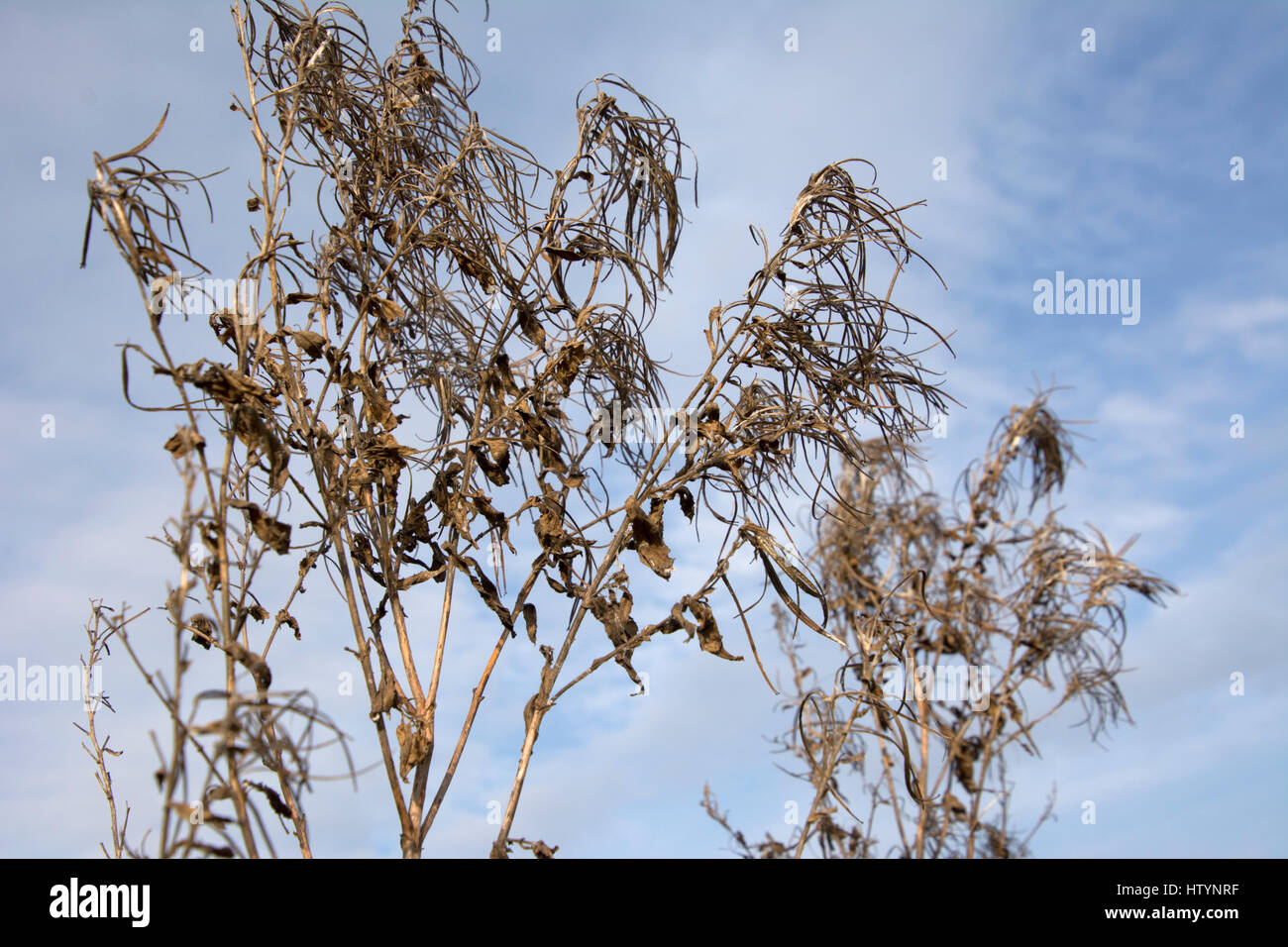 Great Willowherb, Epilobium hirsutum, dying after the feathery seeds have dispersed. Stock Photo