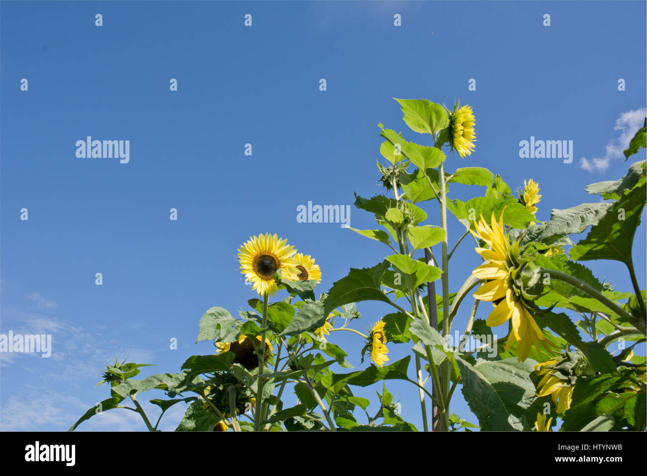 Tall sunflowers hires stock photography and images Alamy