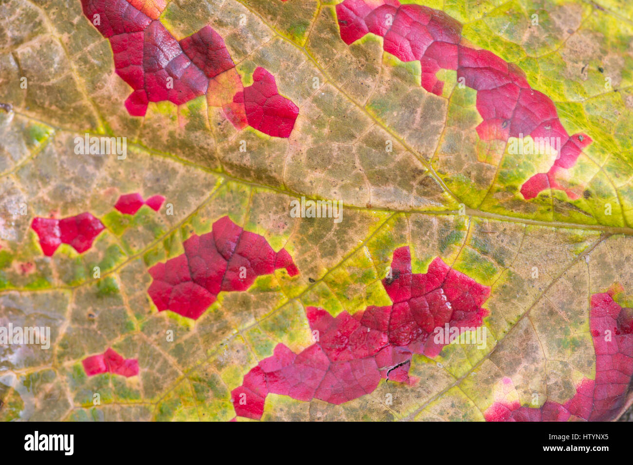 Red spots on vine leaf Stock Photo