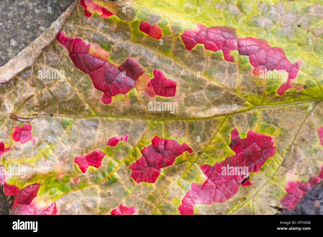 Red spots on vine leaf Stock Photo