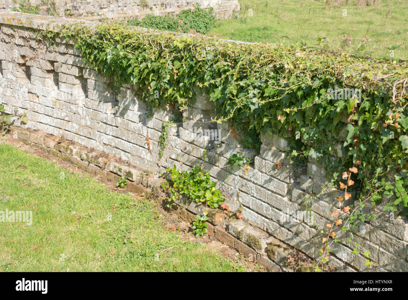 Ivy -covered boundary wall, country house. Stock Photo