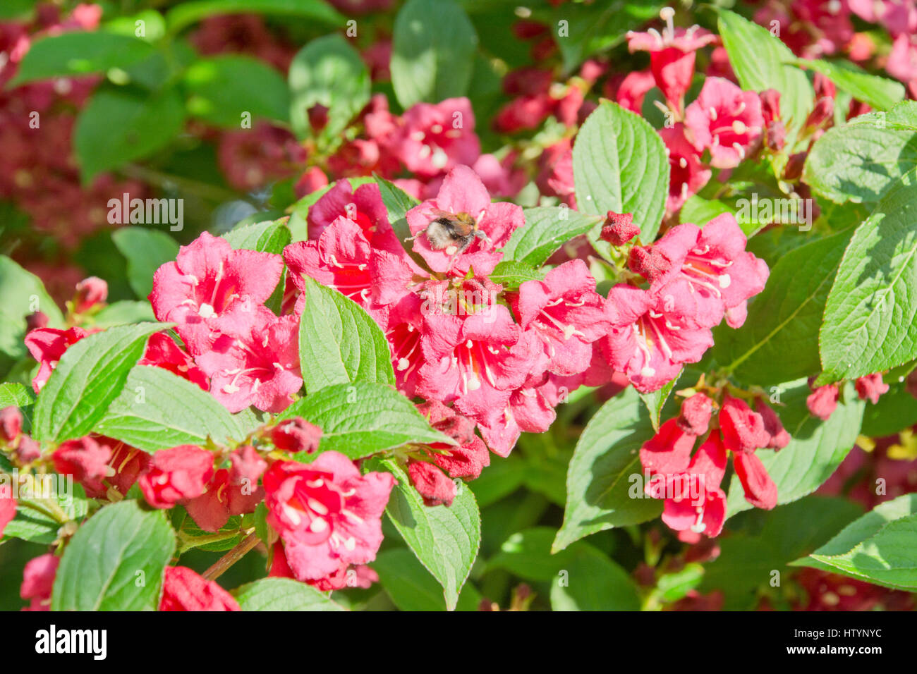 Weigela hires stock photography and images Alamy