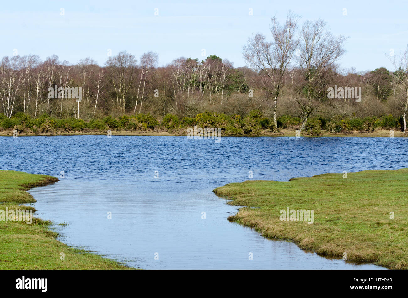 Ponies near Burbush, in the New Forest National Park Stock Photo