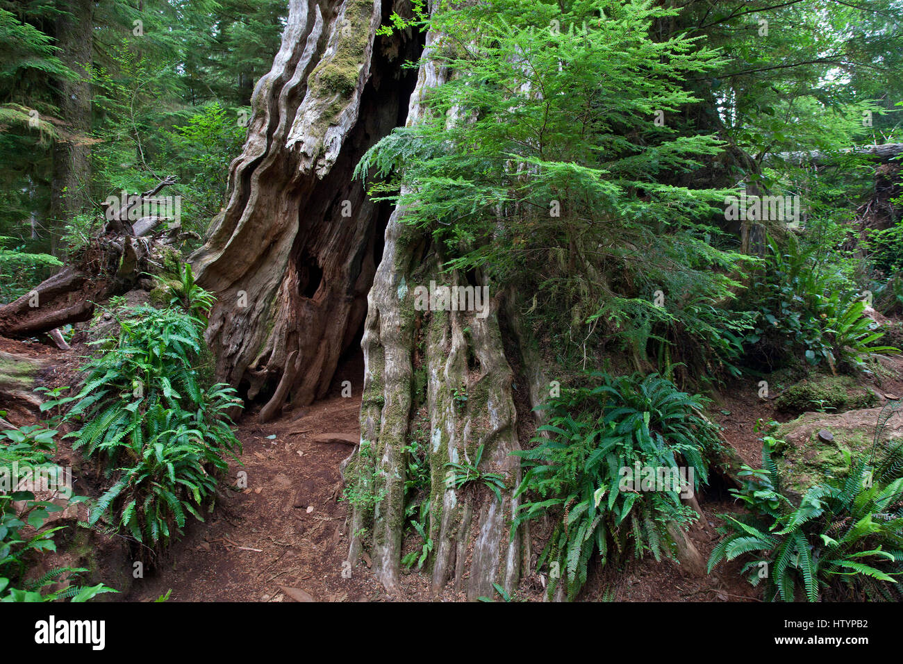 Old cedar (Thuja plicata) in the Quinault Rainforest in Quinault, Olympic National Park, Washington, USA Stock Photo