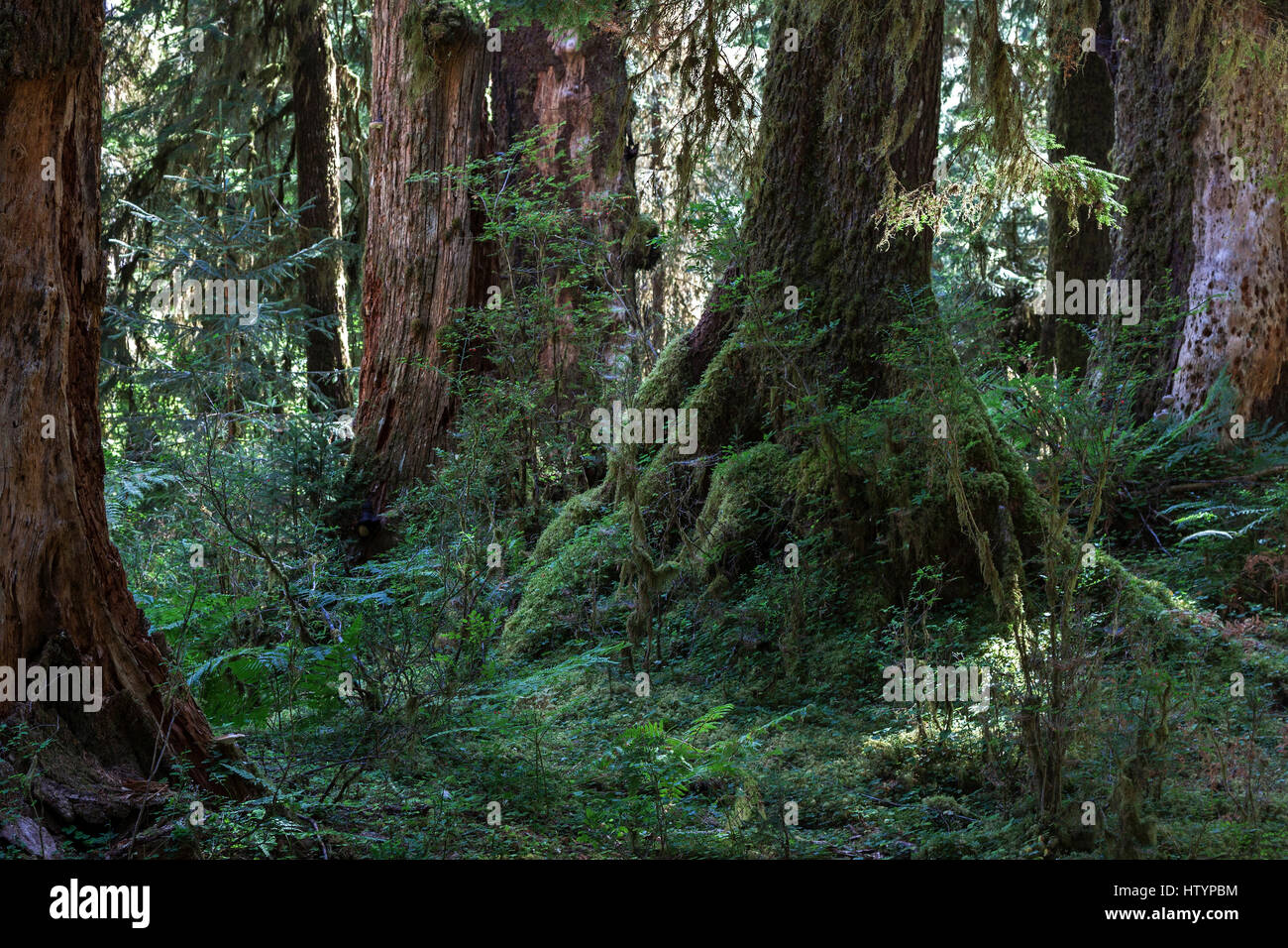 Trees in the Hoh Rainforest, near Forks, Olympic National Park, Washington, USA Stock Photo