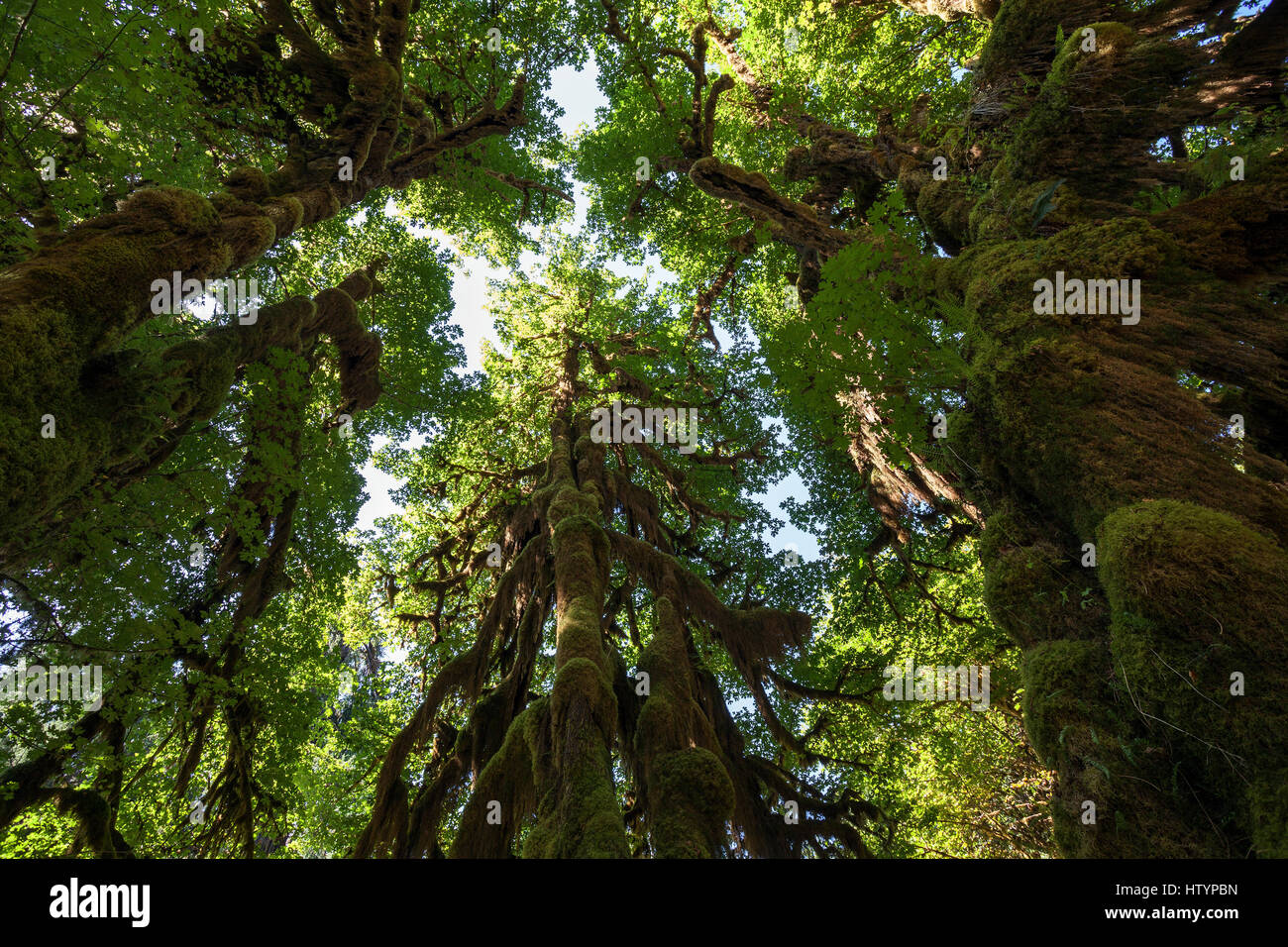 With moss-draped trees in the Hoh Rainforest, near Forks, Olympic National Park, Washington, USA Stock Photo