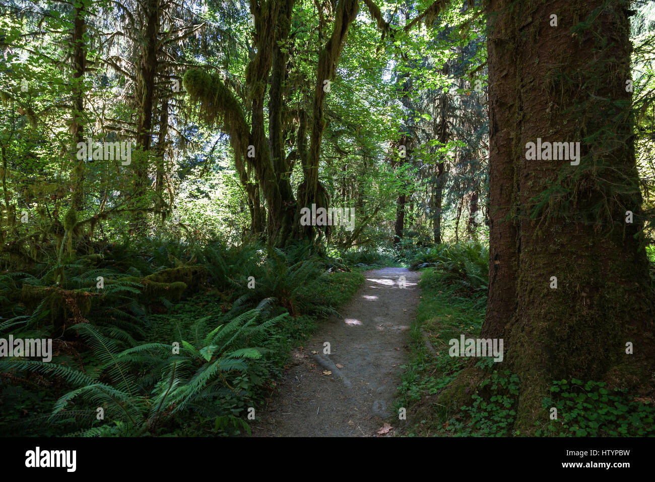 Trail in Hoh Rainforest, near Forks, Olympic National Park, Washington