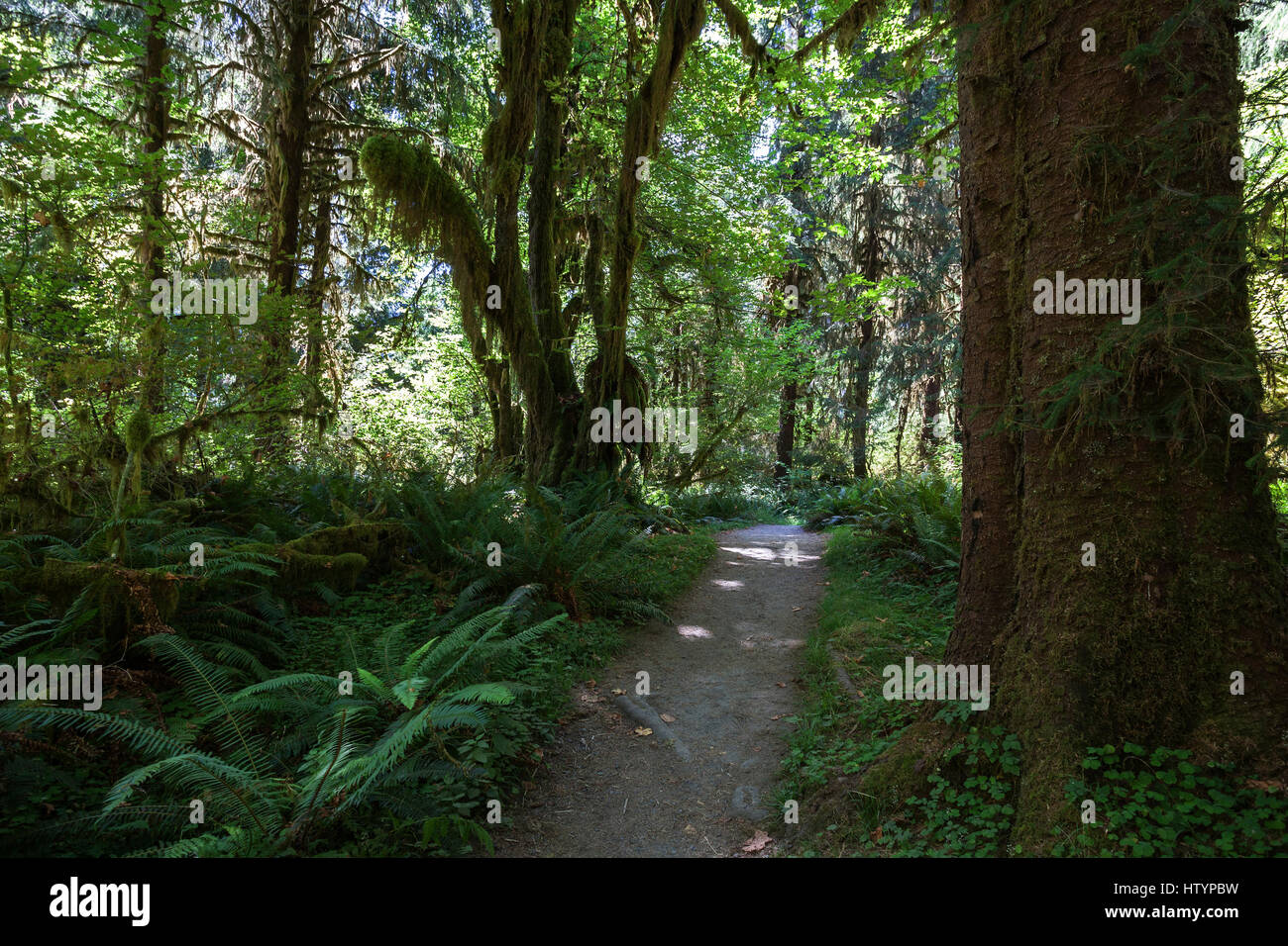 Trail in Hoh Rainforest, near Forks, Olympic National Park, Washington, USA Stock Photo