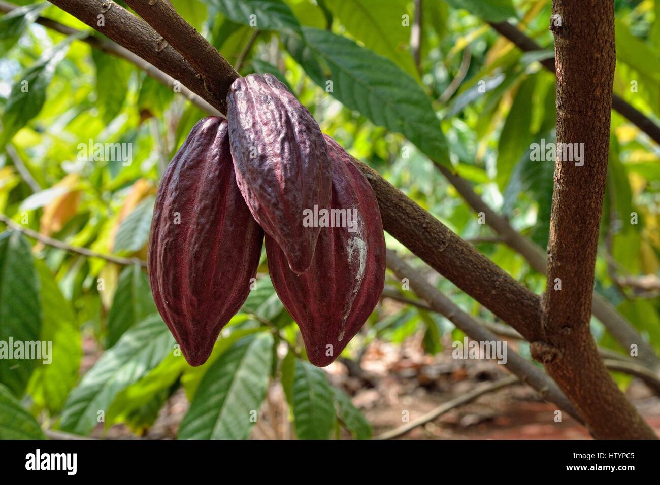 Red pods (Theobroma cacao), Plantation, Plantacion Tikul, Ecomuseo del Cacao, Xlapak, the state of Yucatan, Mexico Stock Photo