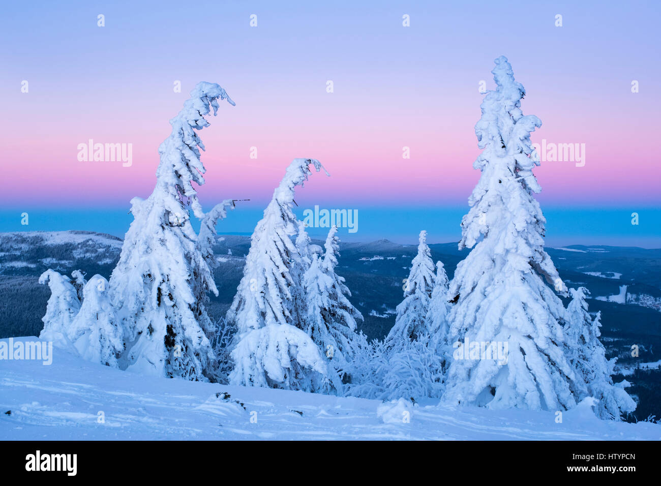 Evening light, Arbermandl, snowy spruces, Arber, Natural Preserve Bavarian Forest, Lower Bavaria, Bavaria, Germany Stock Photo