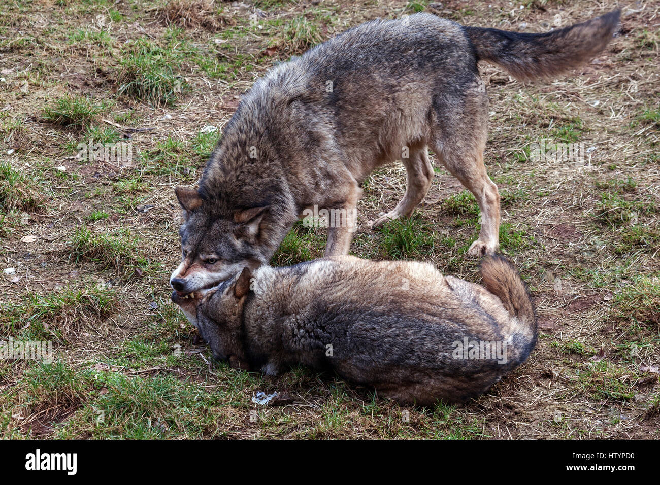 Two fighting wolves (Canis lupus), captive, Rhineland-Palatinate, Germany Stock Photo