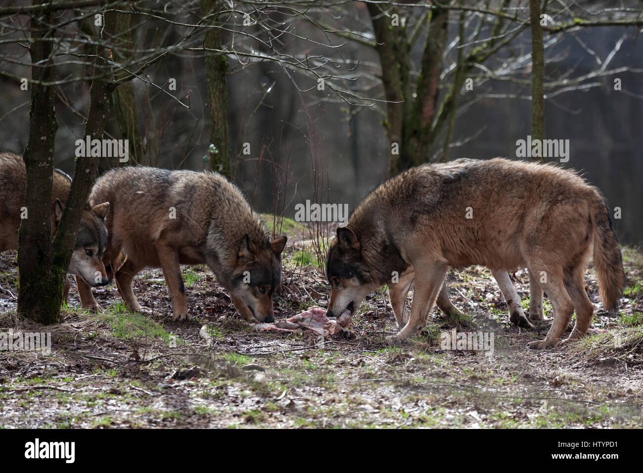 Two wolves (Canis lupus), eating, captive, Rhineland-Palatinate, Germany Stock Photo