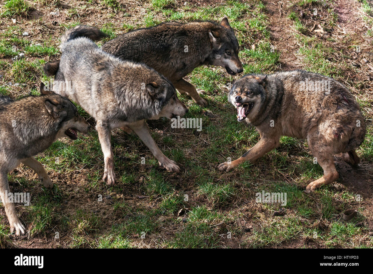 Fighting Wolves (Canis lupus) Wolf Pack, captive, Rhineland-Palatinate, Germany Stock Photo