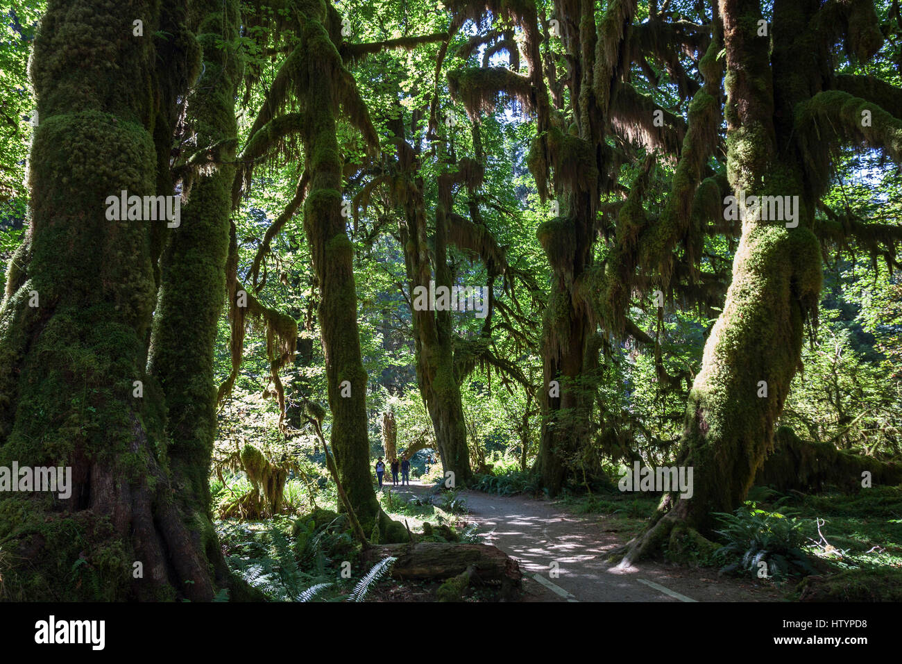 Footpath through draped with moss trees in the Hoh Rainforest, near Forks, Olympic National Park, Washington, USA Stock Photo