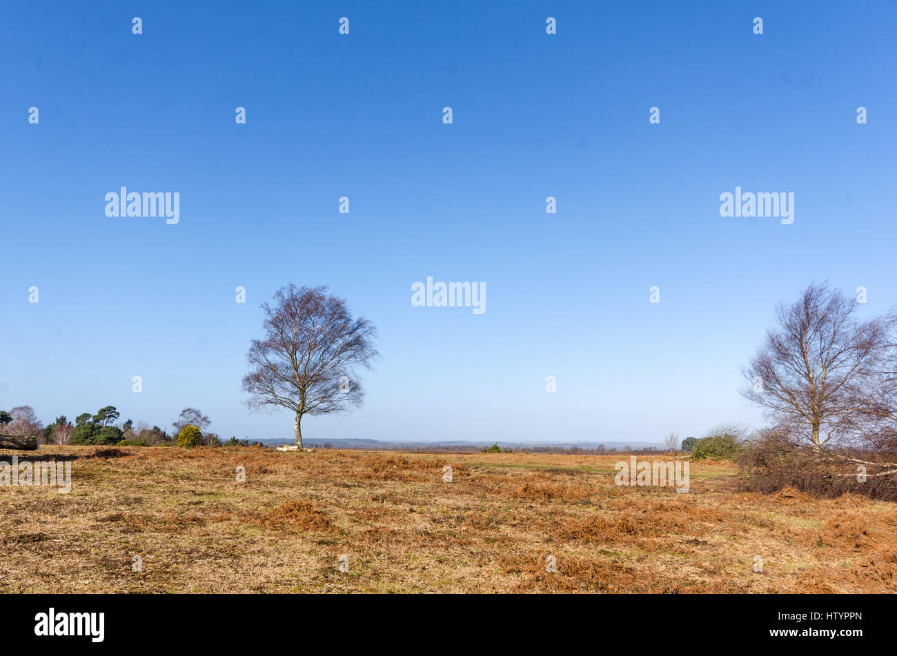 Landscapes near Appleslade Inclosure in the New Forest National Park Stock Photo