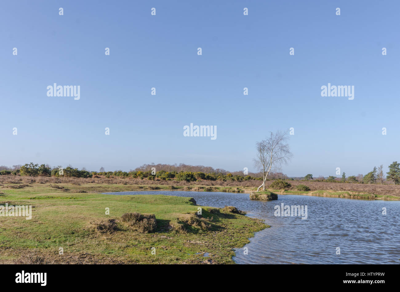 Landscapes near Appleslade Inclosure in the New Forest National Park Stock Photo
