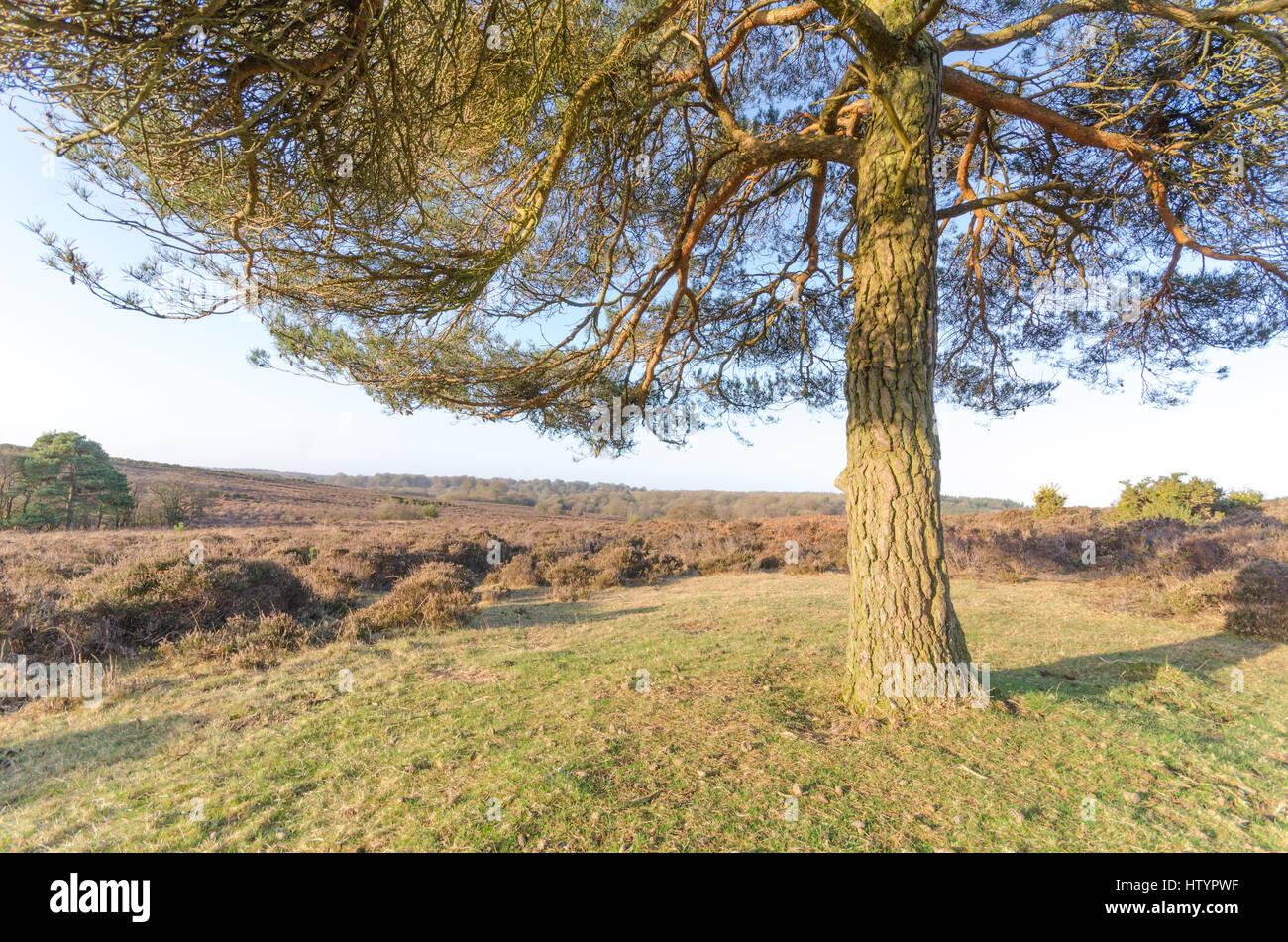 The landscape near Bratley View in the New Forest National Park Stock Photo