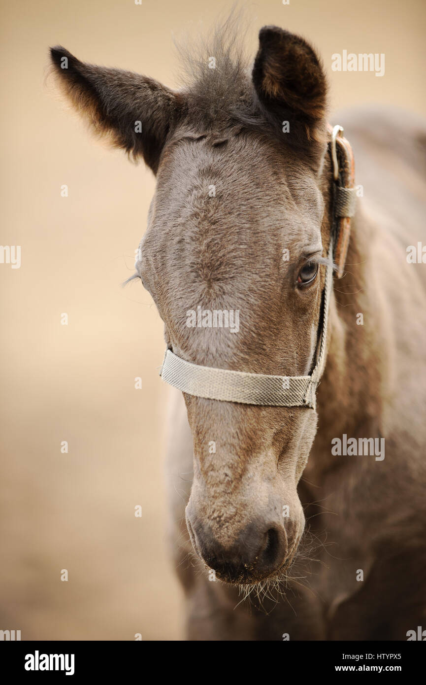 Horse colt profile from front side with blured yellow bacground. Nice brown newborn foal Stock Photo