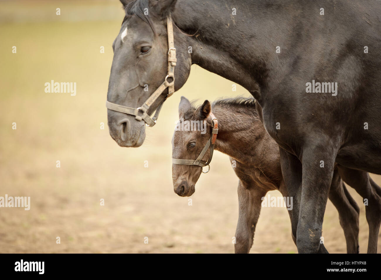 Foal with his mother walking side by side. Horse with colt on grassland on sunny day with blured background. Stock Photo