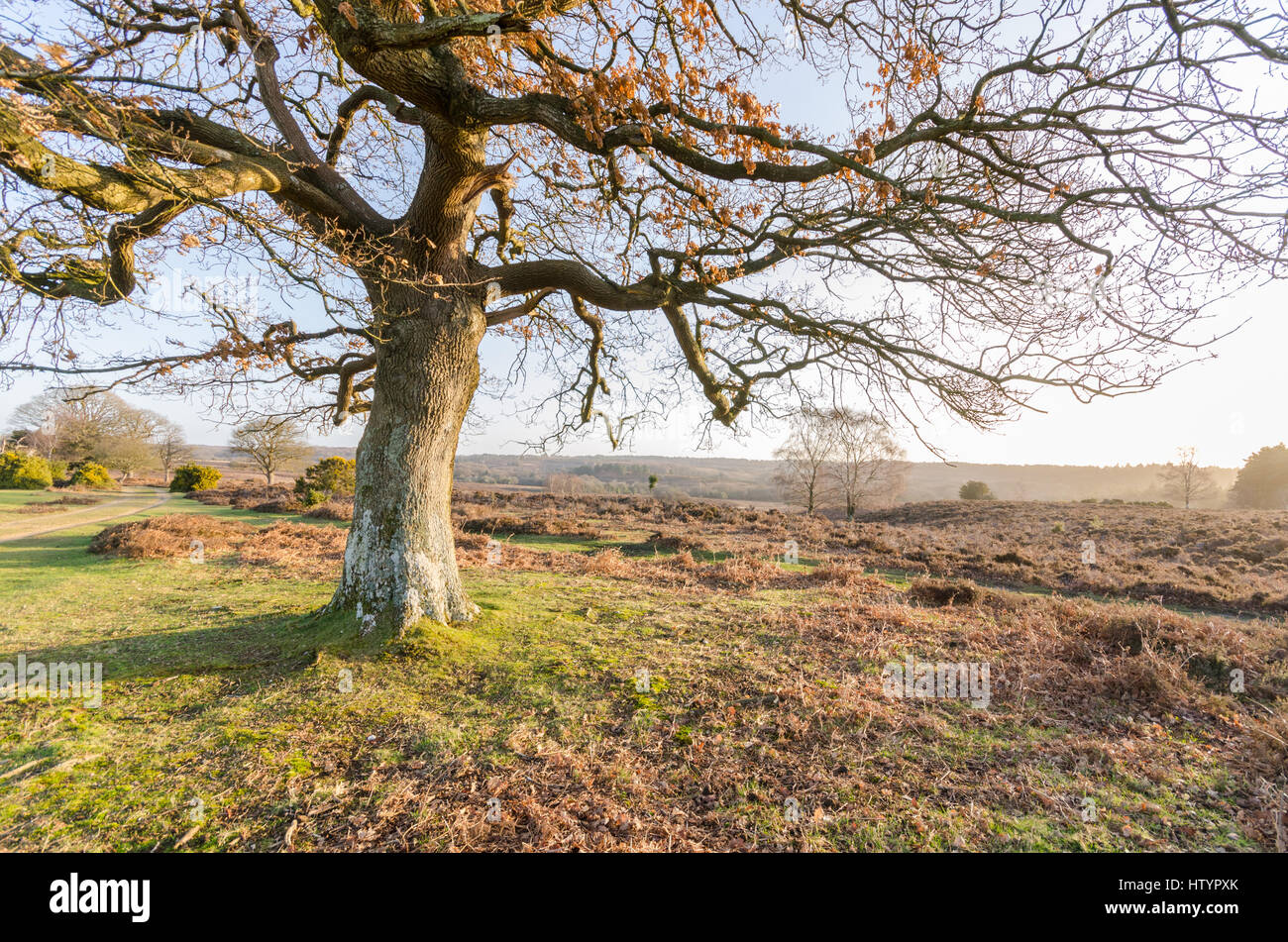 The landscape near Bratley View in the New Forest National Park Stock Photo