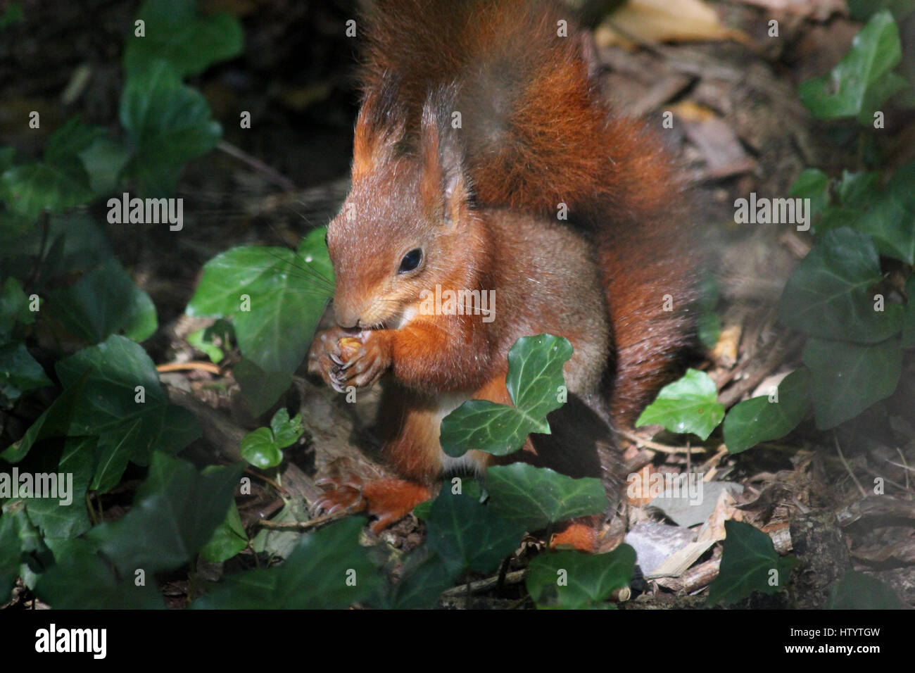 Red squirrel (Sciurus vulgaris) eating an acorn in dappled shade sitting among common ivy (Hedera helix) on the ground Stock Photo