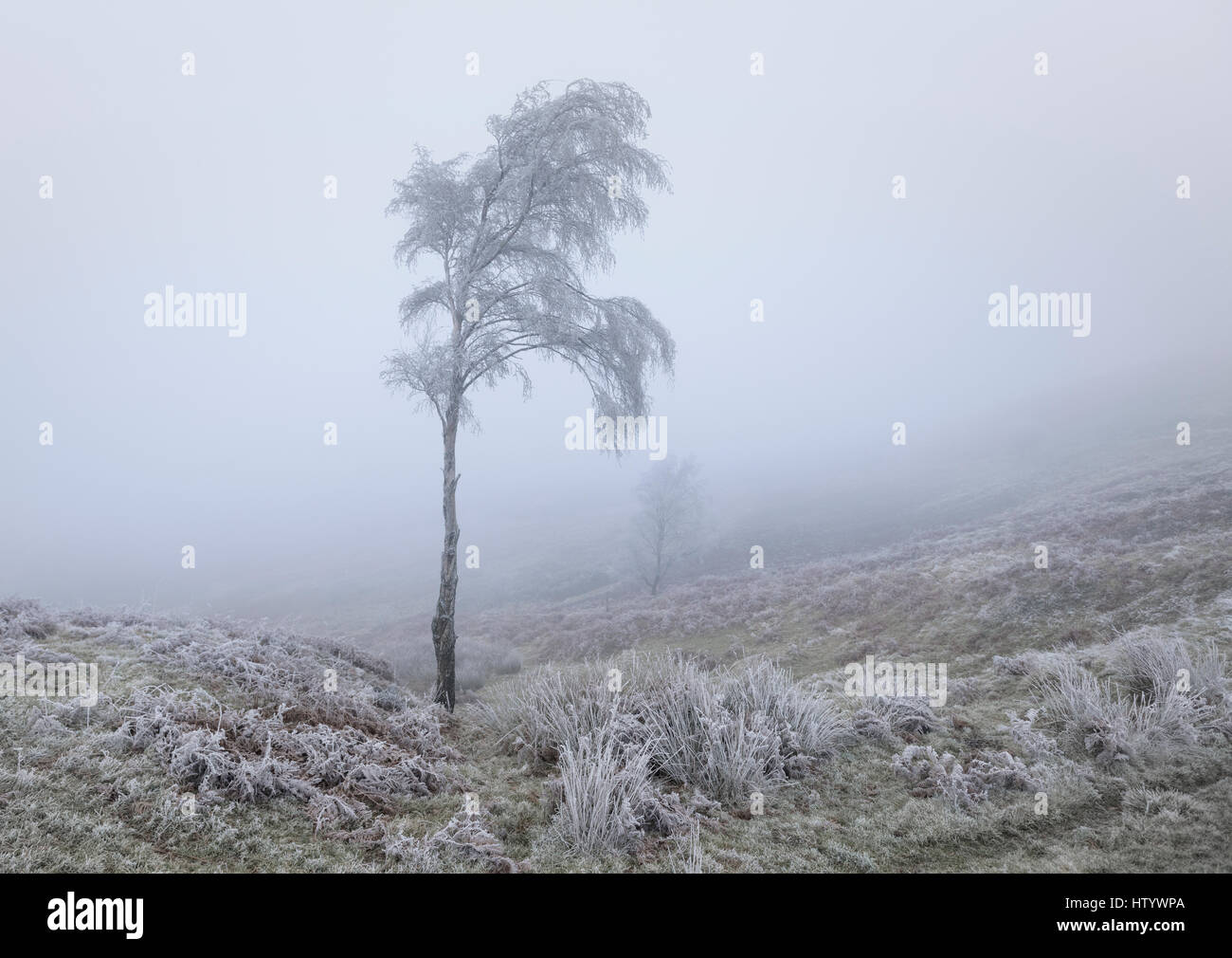 Hoar frost covered birch tree in winter landscape of freezing mist or fog Stock Photo
