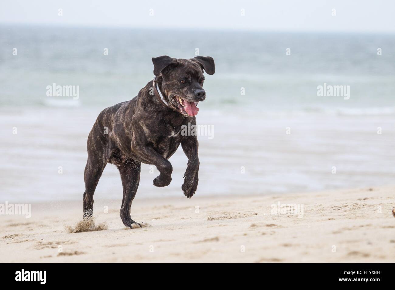 running Cane Corso Stock Photo - Alamy