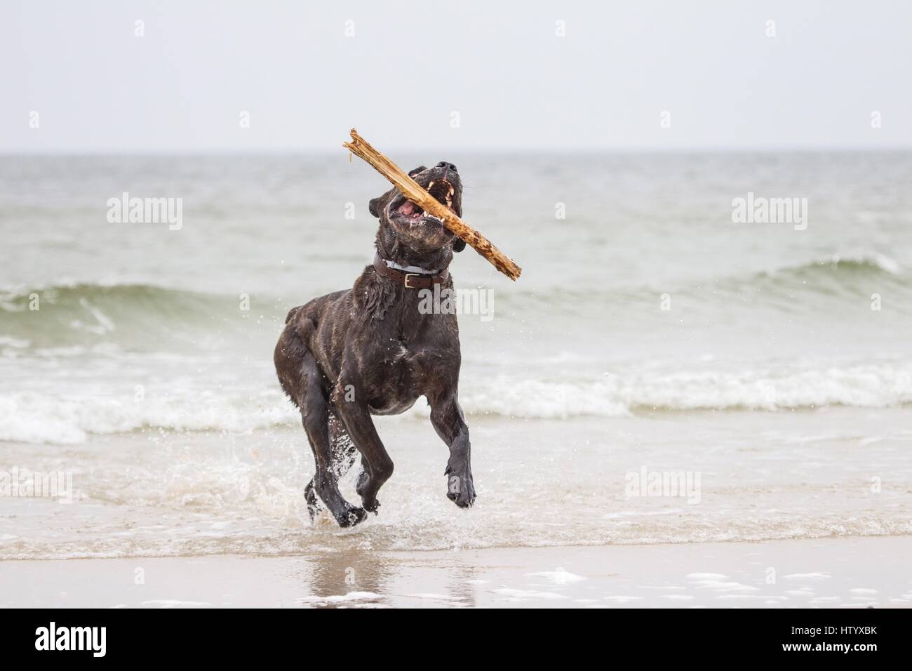 playing Cane Corso Stock Photo Alamy