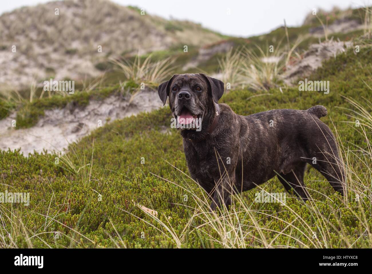 Kane-korso is a breed of dogs, one of the oldest representatives of the  Molossian group. Ancient Roman fighting dogs are considered official  ancestors Stock Photo - Alamy