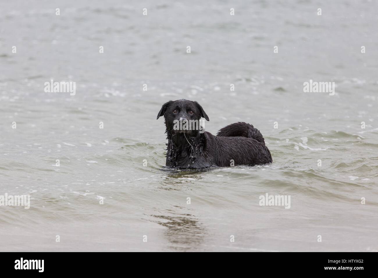 bathing Labrador Retriever Stock Photo Alamy