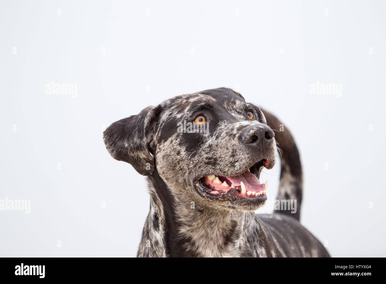 Louisiana Catahoula Leopard Dog Portrait Stock Photo - Alamy