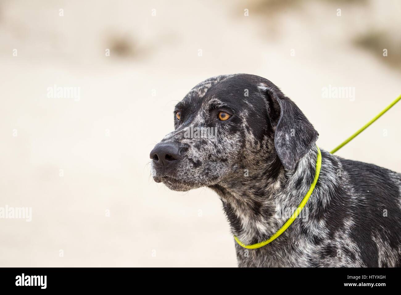 Louisiana Catahoula Leopard Dog Portrait Stock Photo - Alamy