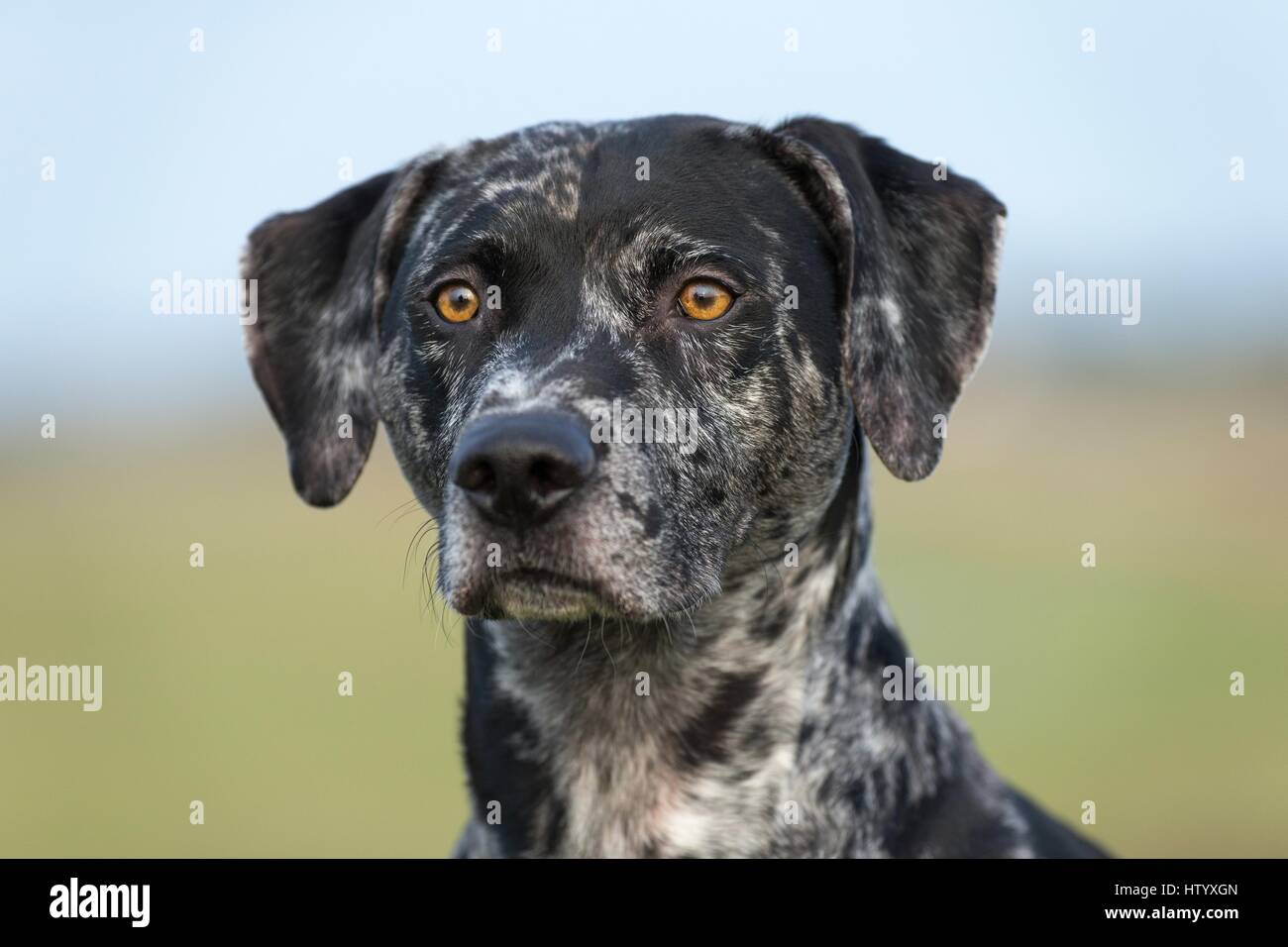 Louisiana Catahoula Leopard Dog Portrait Stock Photo - Alamy