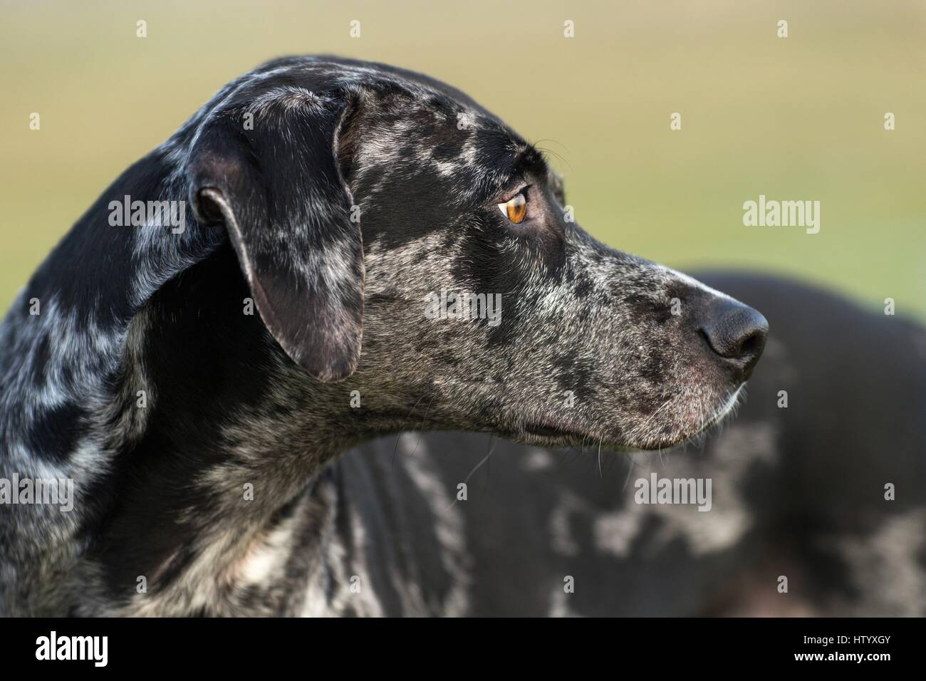 Louisiana Catahoula Leopard Dog Portrait Stock Photo - Alamy
