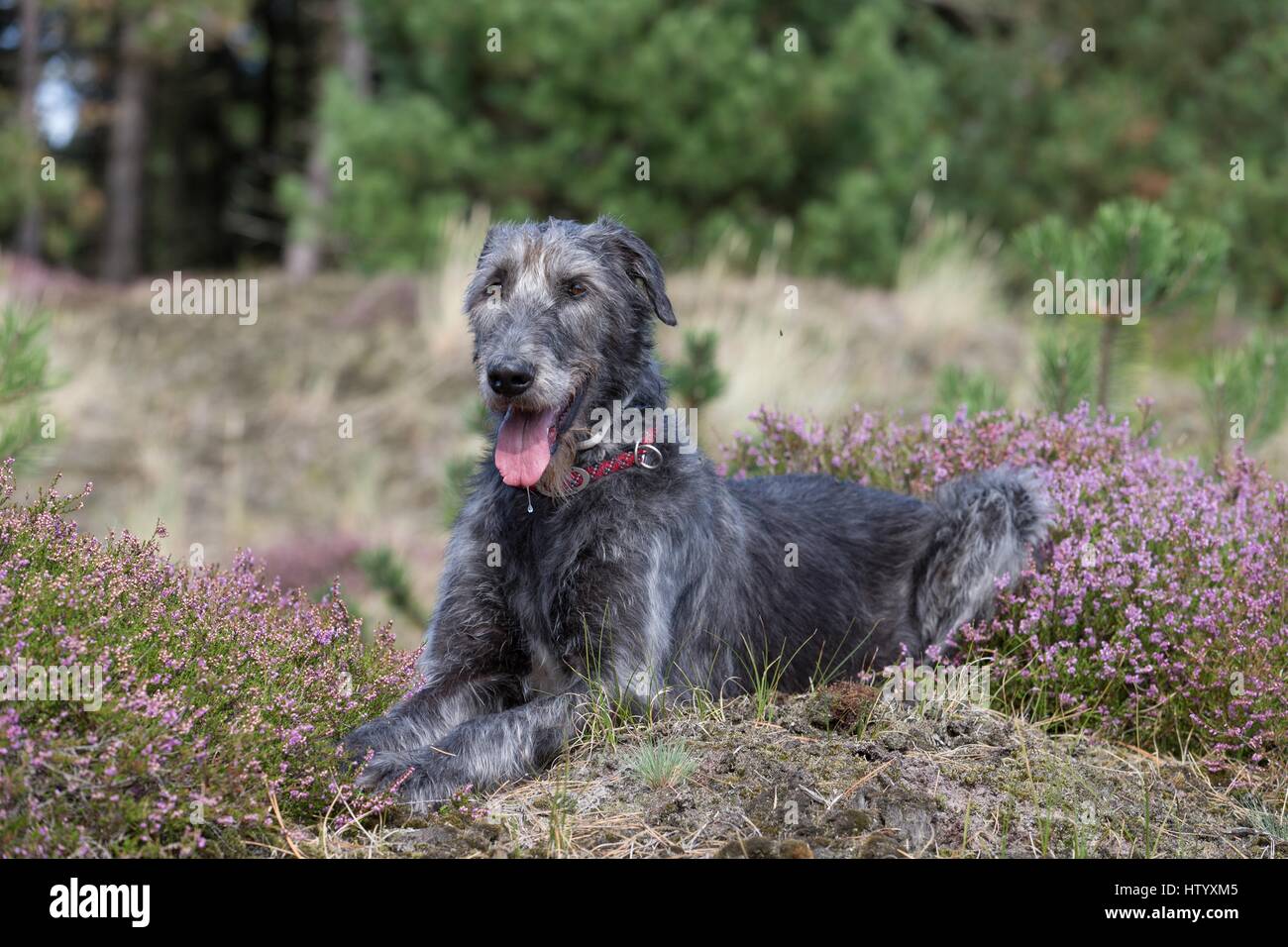 lying Irish Wolfhound Stock Photo Alamy