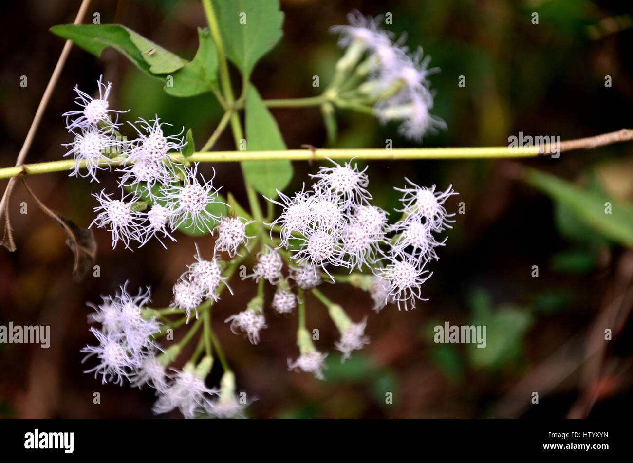 Wild Flowers found in and around Mangalore, Karnataka, India Stock